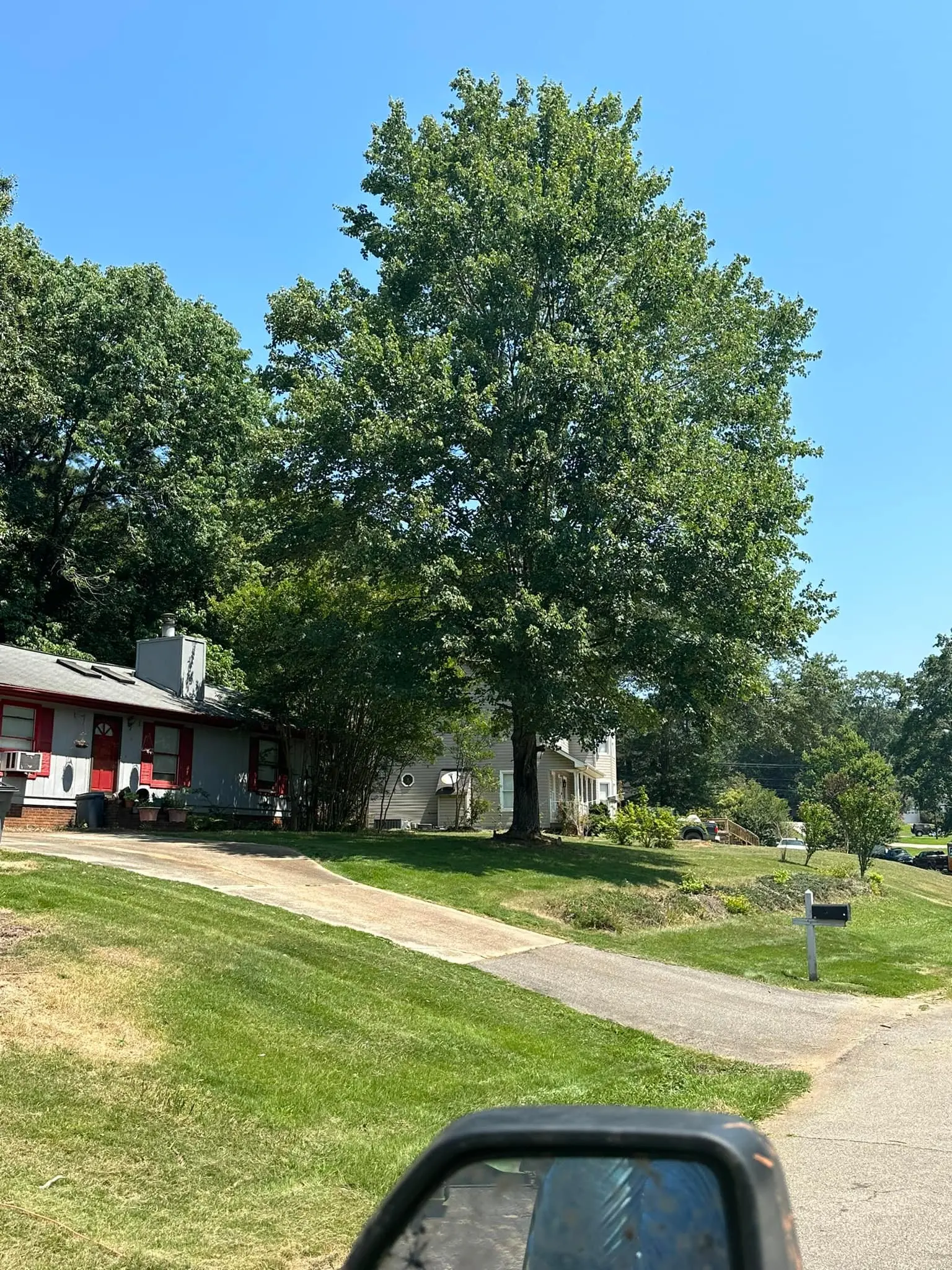 Tree Service