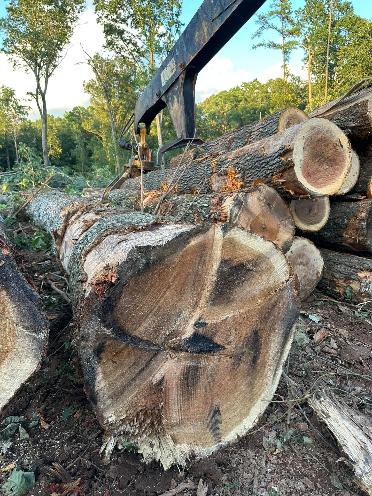 Tree Service