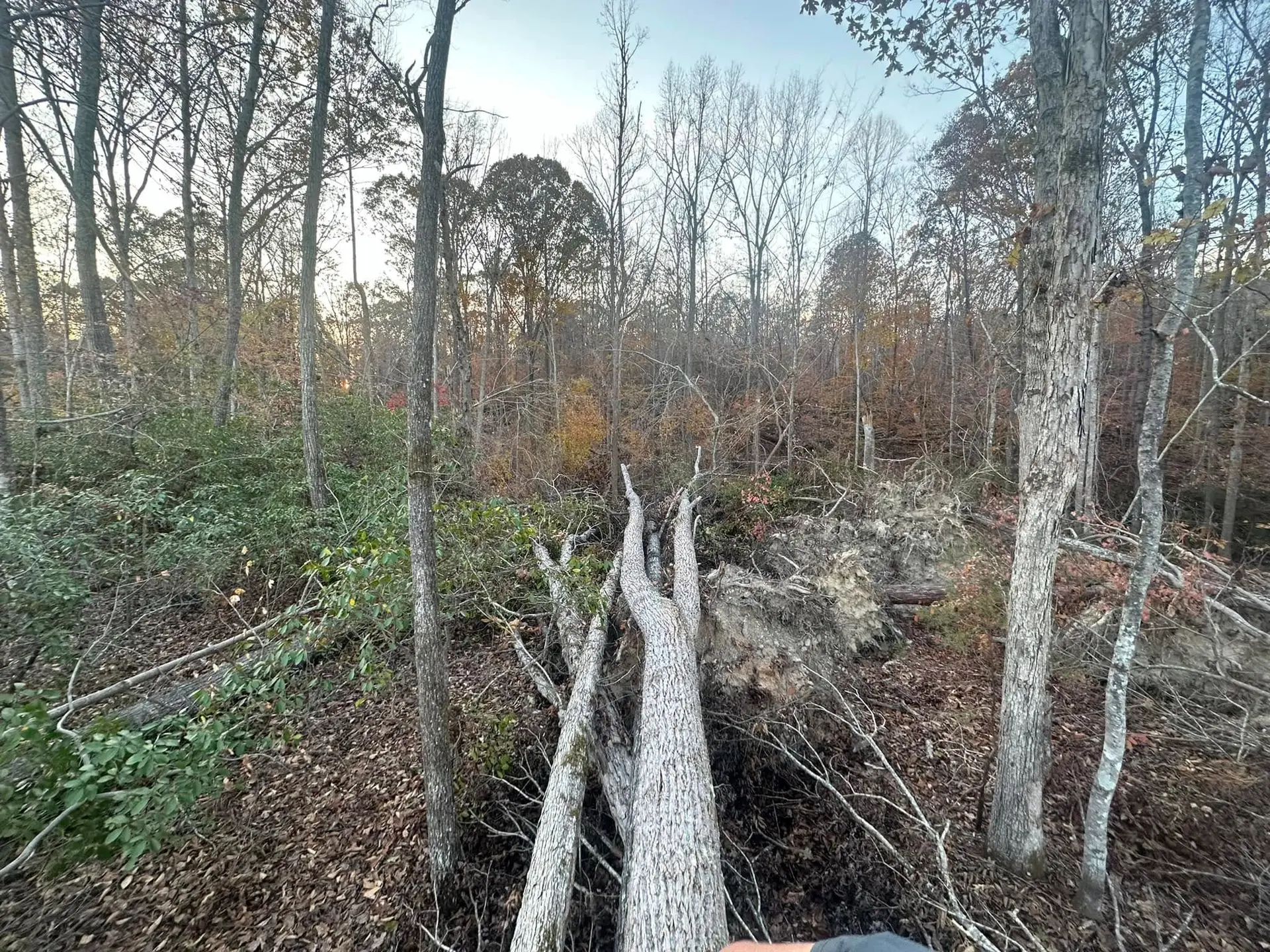 Tree Service