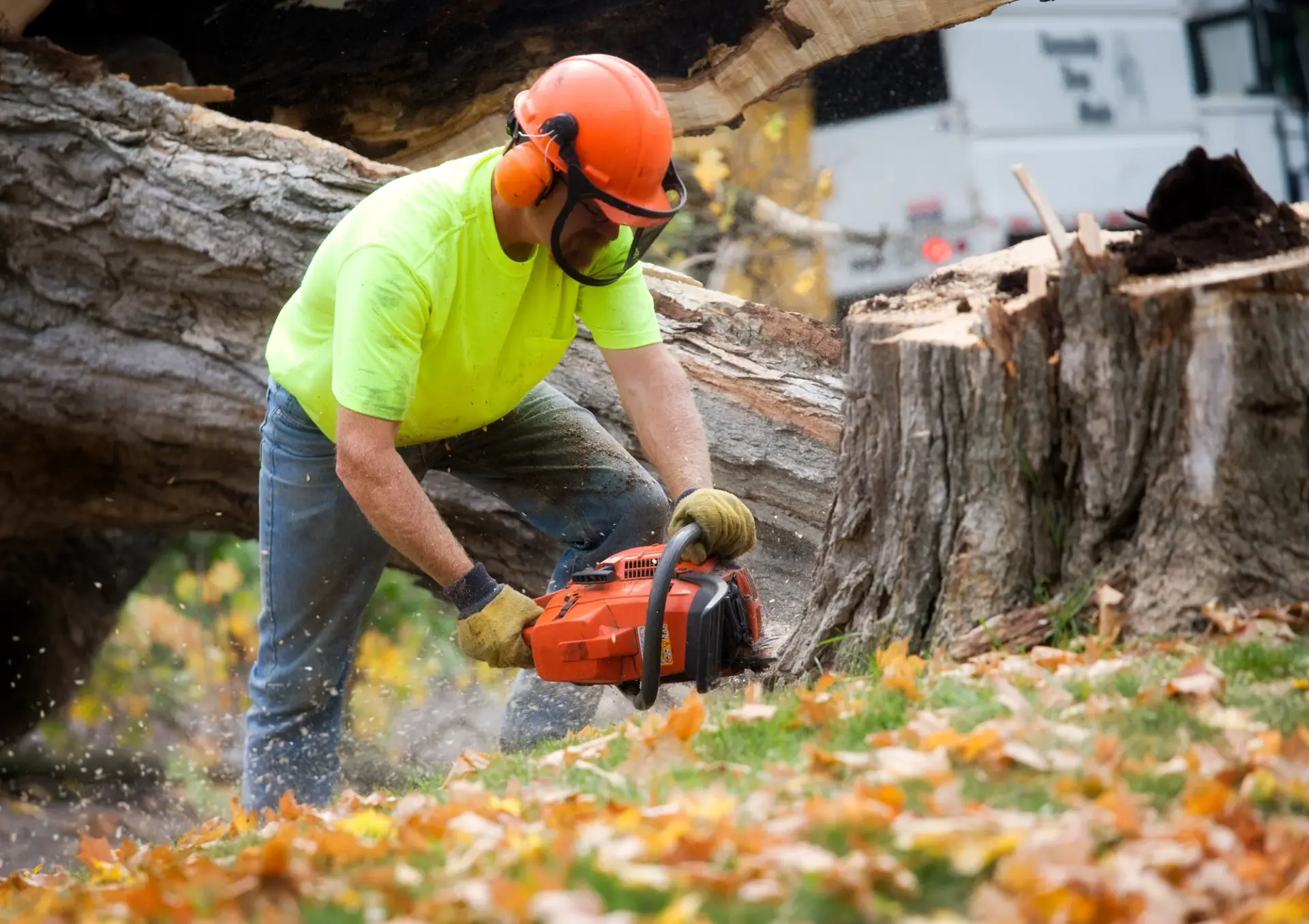 Tree Service